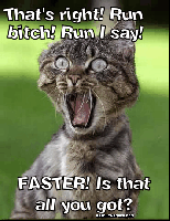 funny-cat-run.gif